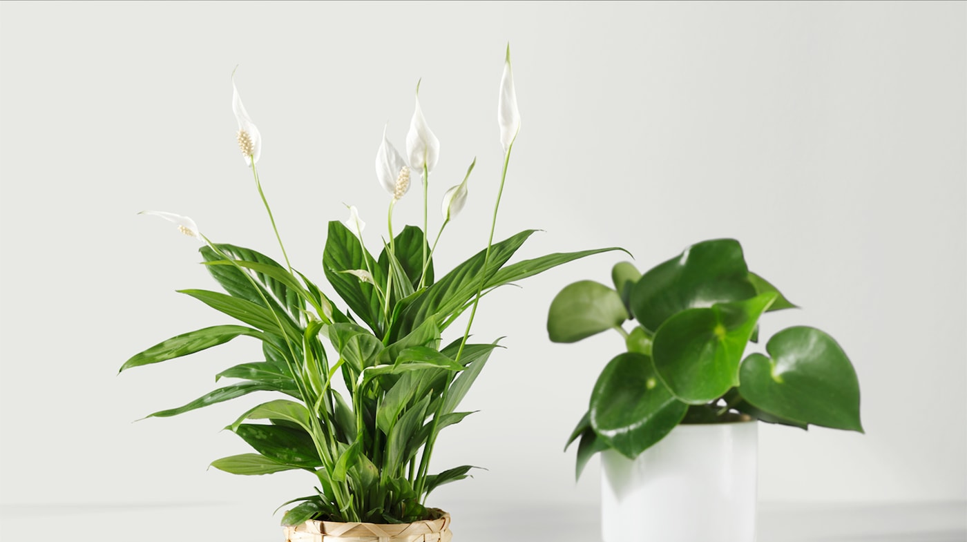 Un espace de vie plus sain et plus joli grâce à ces plantes d'intérieur d'Ikea !