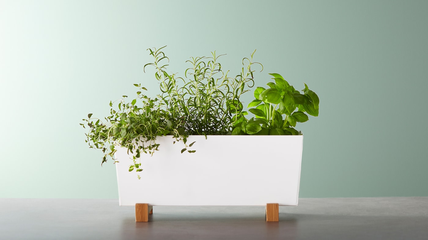 klok Bedrijfsomschrijving Productief Indoor Plant Pots & Hanging Planters - IKEA